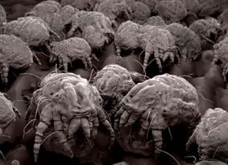 mites in vape beards